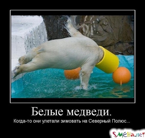 Белые медведи. - Когда-то они улетали зимовать на Северный Полюс...