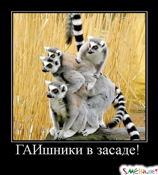 ГАИшники в засаде!