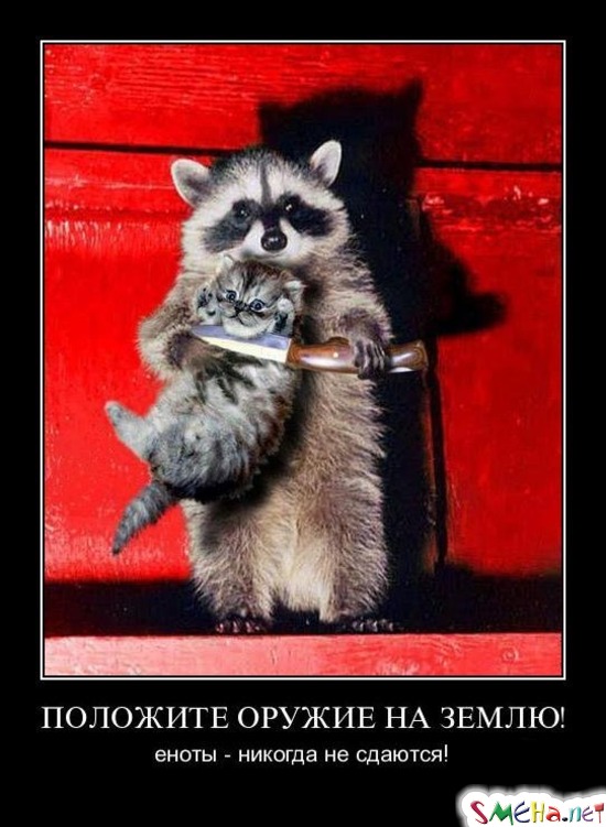 ПОЛОЖИТЕ ОРУЖИЕ НА ЗЕМЛЮ! - еноты - никогда не сдаются!