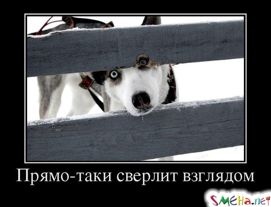 Прямо-таки сверлит взглядом