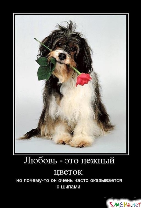 Любовь - это нежный цветок - но почему-то он очень часто оказывается с шипами