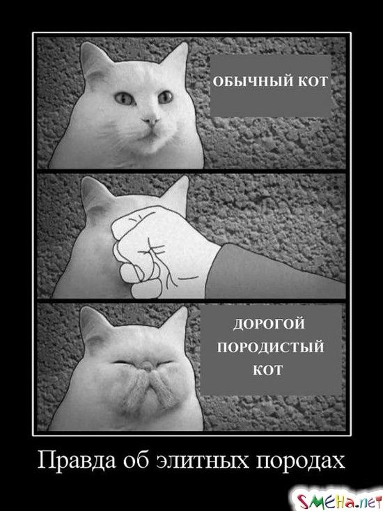 Правда об элитных породах