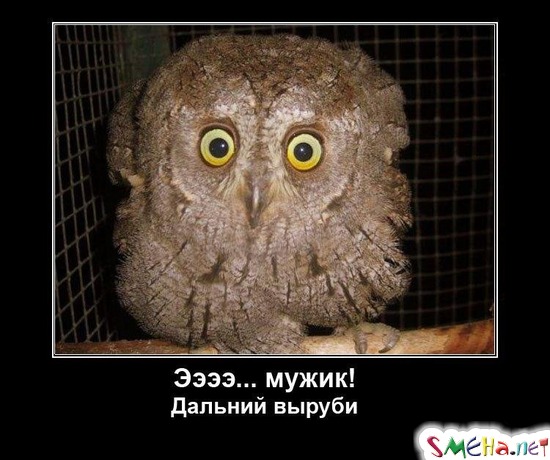 Ээээ... Мужик! Дальний выруби