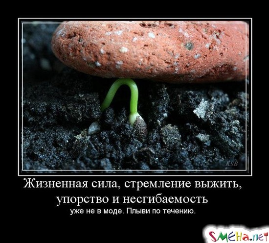 Жизненная сила, стремление выжить, упорство и несгибаемость - уже не в моде. Плыви по течению.