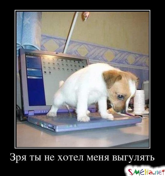 Зря ты не хотел меня выгулять