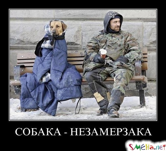 СОБАКА - НЕЗАМЕРЗАКА