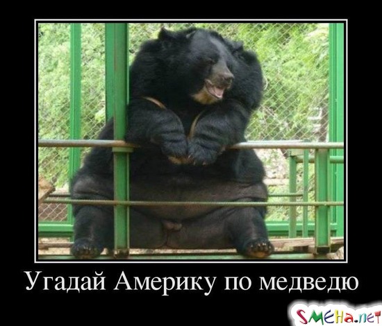 Угадай Америку по медведю