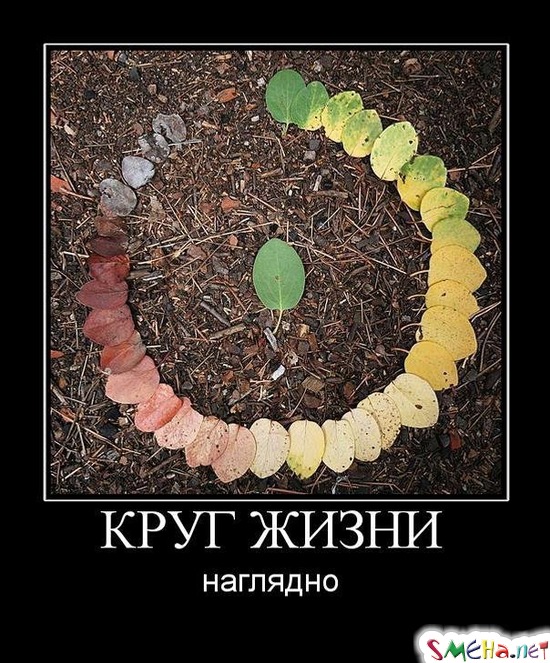 КРУГ ЖИЗНИ - наглядно