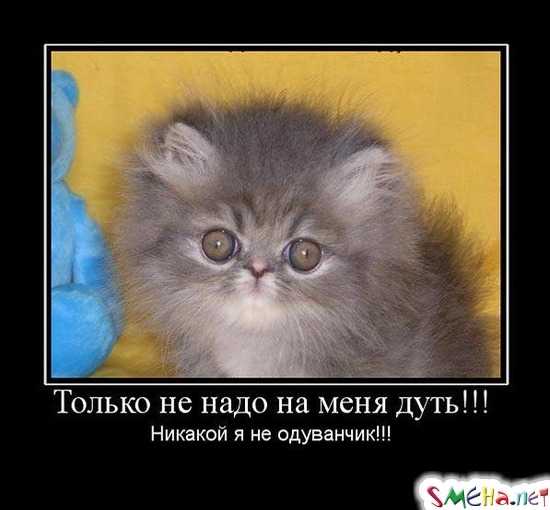 Только не надо на меня дуть!!! - Никакой я не одуванчик!!!