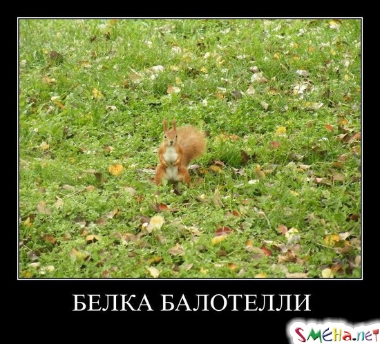 БЕЛКА БАЛОТЕЛЛИ
