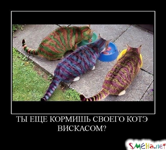 ТЫ ЕЩЕ КОРМИШЬ СВОЕГО КОТЭ ВИСКАСОМ