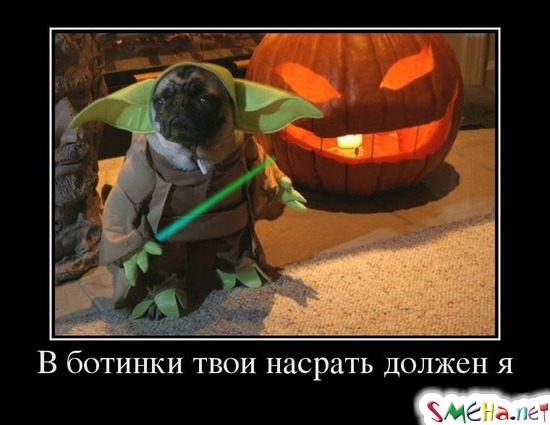 В ботинки твои насрать должен я