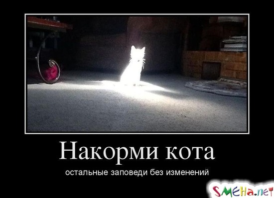Накорми кота остальные заповеди без изменений