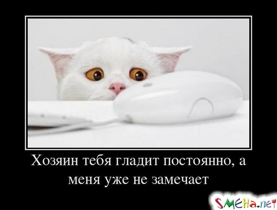 Хозяин тебя гладит постоянно, а меня уже не замечает