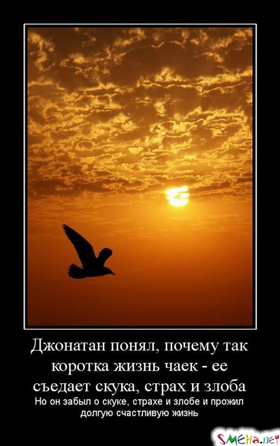 Джонатан понял, почему так коротка жизнь чаек - ее съедает скука, страх и злоба - Но он забыл о скуке, страхе и злобе и прожил долгую счастливую жизнь