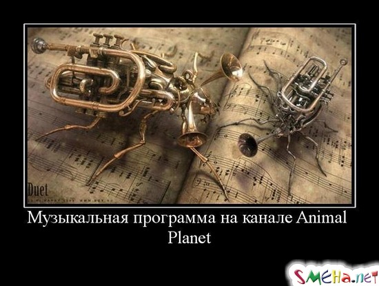 Музыкальная программа на канале Animal Planet