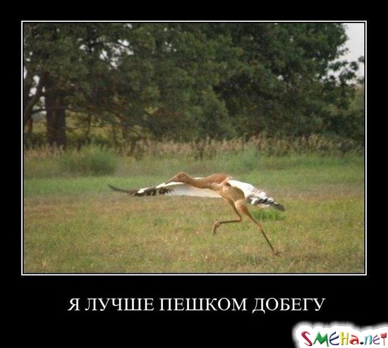 Я ЛУЧШЕ ПЕШКОМ ДОБЕГУ