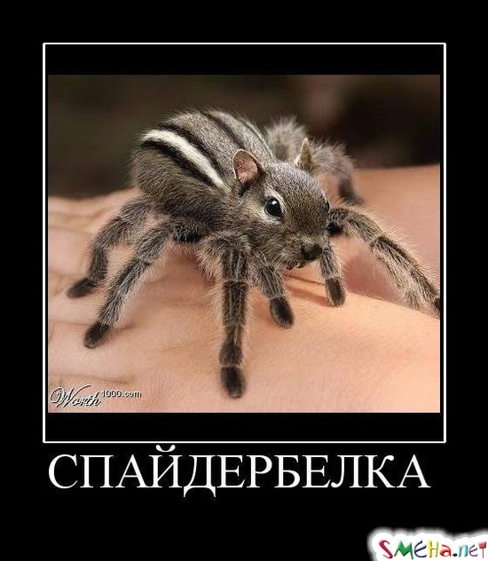 СПАЙДЕРБЕЛКА