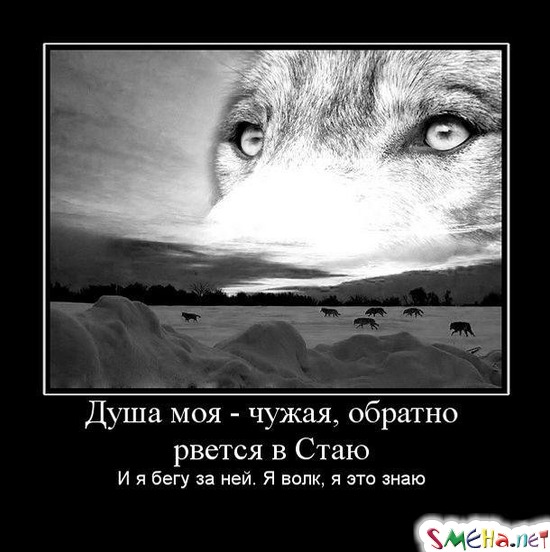 Душа моя - чужая, обратно рвется в Стаю - И я бегу за ней. Я волк, я это знаю