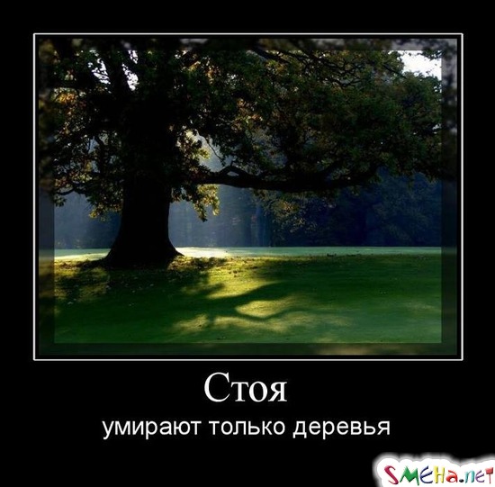 Стоя - умирают только деревья
