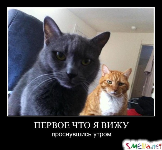 ПЕРВОЕ ЧТО Я ВИЖУ - проснувшись утром