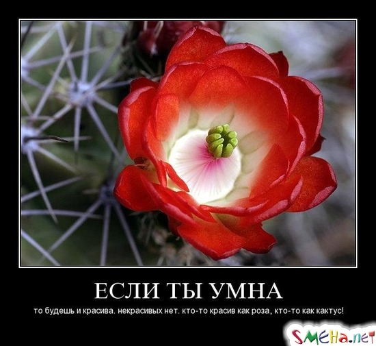 ЕСЛИ ТЫ УМНА - то будешь и красива. некрасивых нет. кто-то красив как роза, кто-то как кактус!