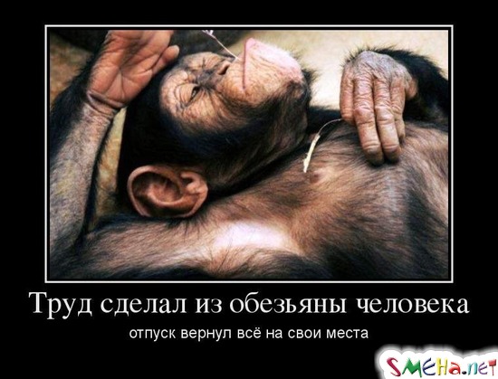 Труд сделал из обезьяны человека отпуск вернул всё на свои места