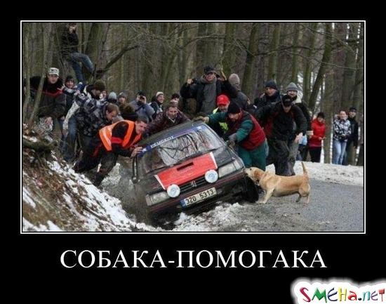 Собака помогака