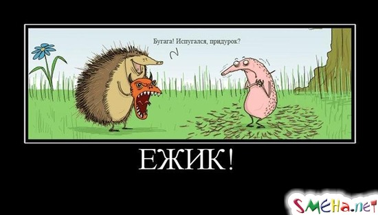 ЕЖИК!