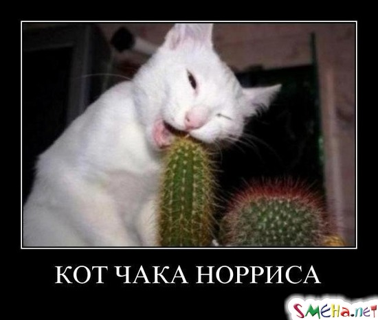 КОТ ЧАКА НОРРИСА