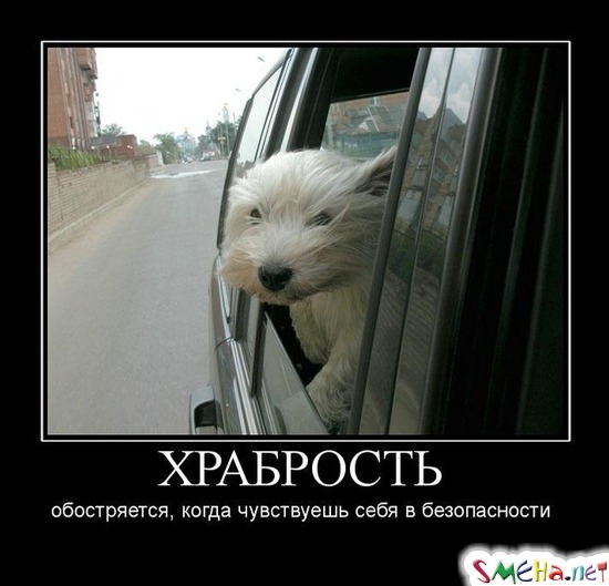 ХРАБРОСТЬ - обостряется, когда чувствуешь себя в безопасности