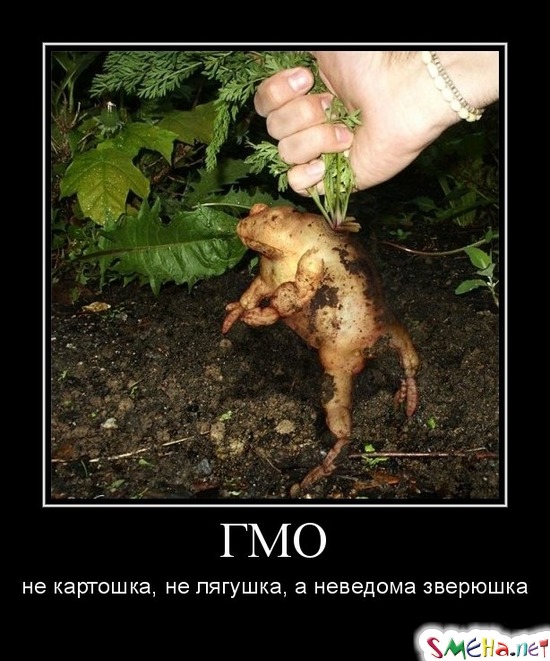 ГМО - не картошка, не лягушка, а неведома зверюшка