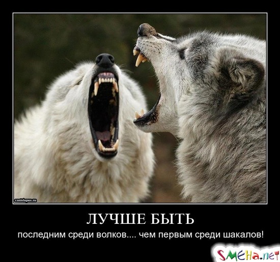 ЛУЧШЕ БЫТЬ - последним среди волков.... чем первым среди шакалов!