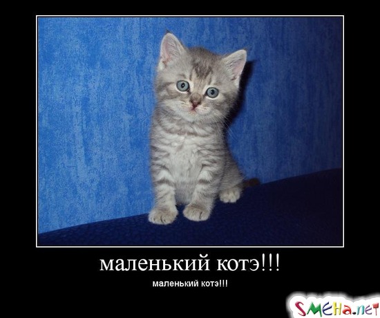 МАЛЕНЬКИЙ КОТЭ!!! - маленький котэ!!!