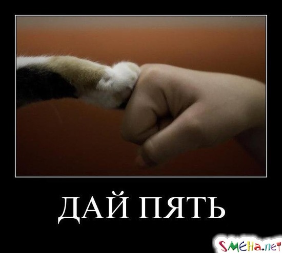 ДАЙ ПЯТЬ