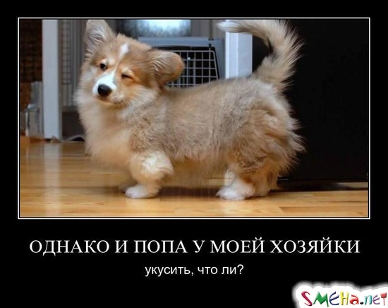 ОДНАКО И ПОПА У МОЕЙ ХОЗЯЙКИ - укусить, что ли?