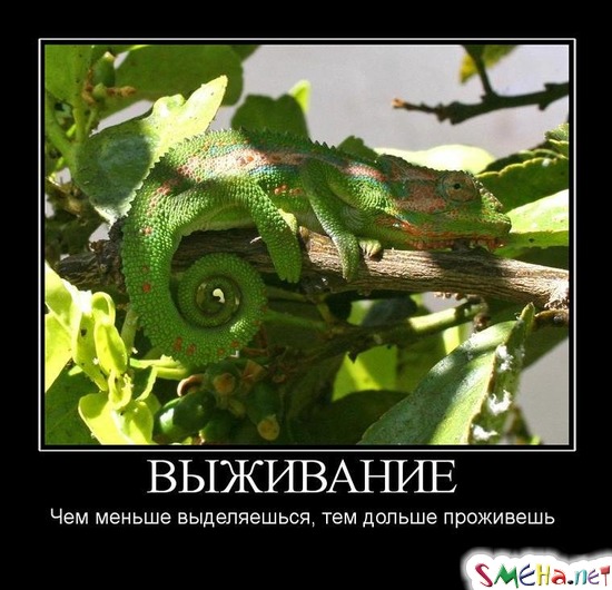 ВЫЖИВАНИЕ - Чем меньше выделяешься, тем дольше проживешь