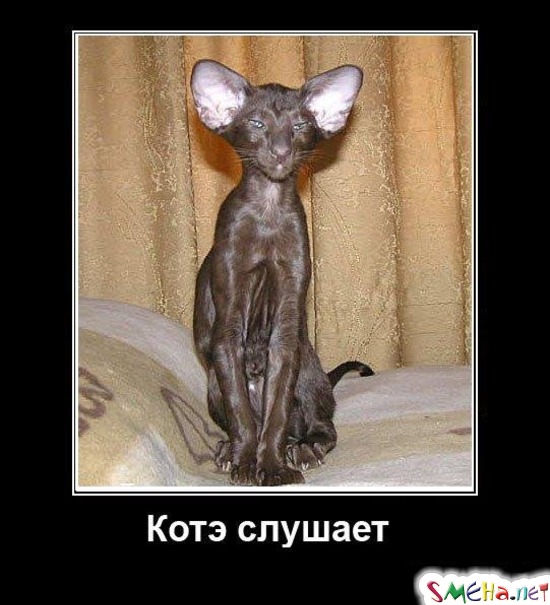 Котэ слушает