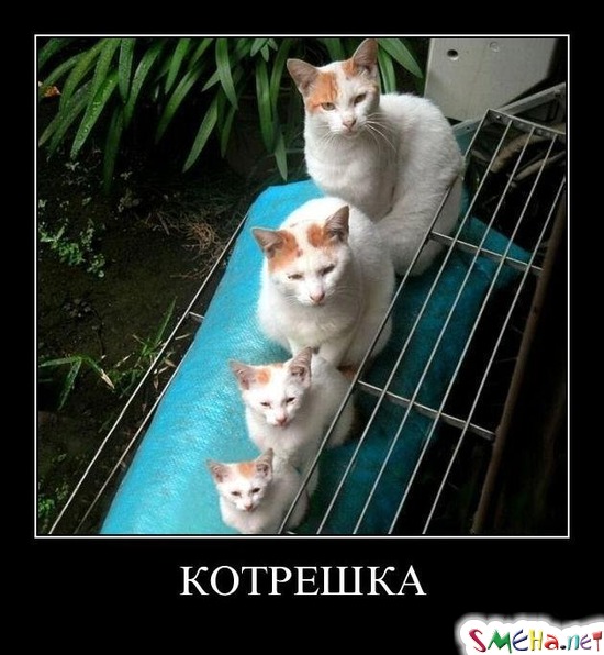КОТРЕШКА