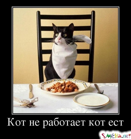 Кот не работает кот ест
