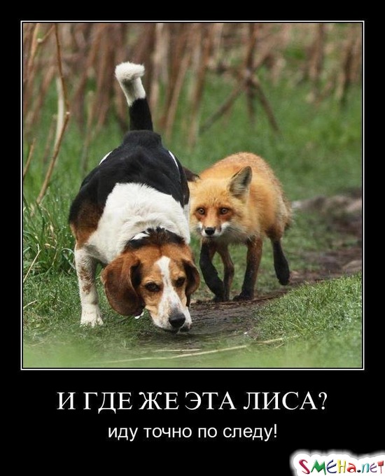 И ГДЕ ЖЕ ЭТА ЛИСА? - иду точно по следу!