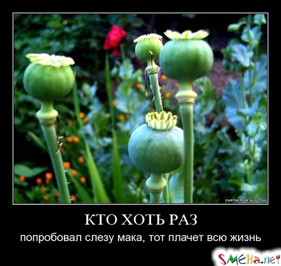 КТО ХОТЬ РАЗ - попробовал слезу мака, тот плачет всю жизнь