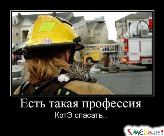 Есть такая профессия – Котэ спасать..