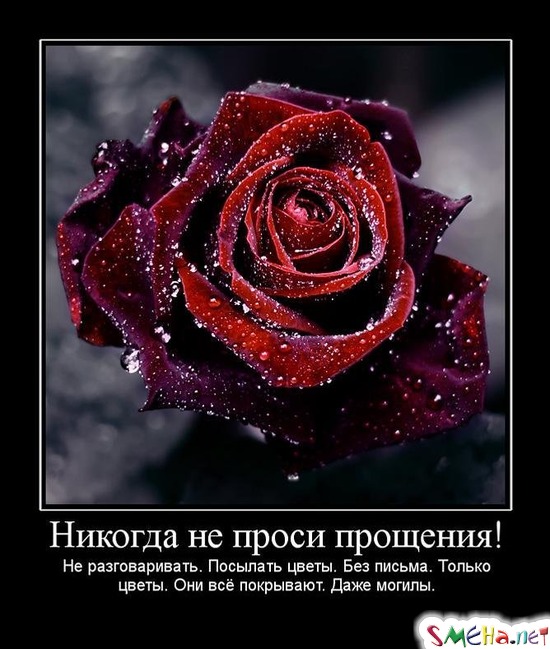 Никогда не проси прощения! - Не разговаривать. Посылать цветы. Без письма. Только цветы. Они всё покрывают. Даже могилы.