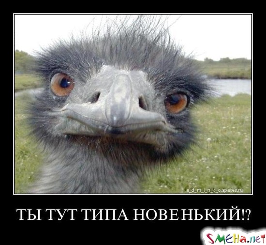 ТЫ ТУТ ТИПА НОВЕНЬКИЙ!?