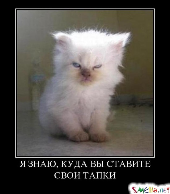 Я ЗНАЮ, КУДА ВЫ СТАВИТЕ СВОИ ТАПКИ