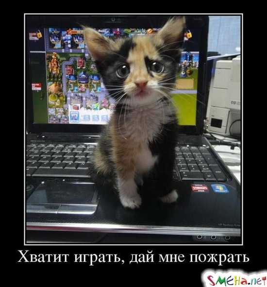 Хватит играть, дай мне пожрать