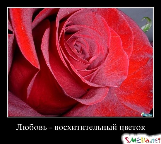 Любовь - восхитительный цветок