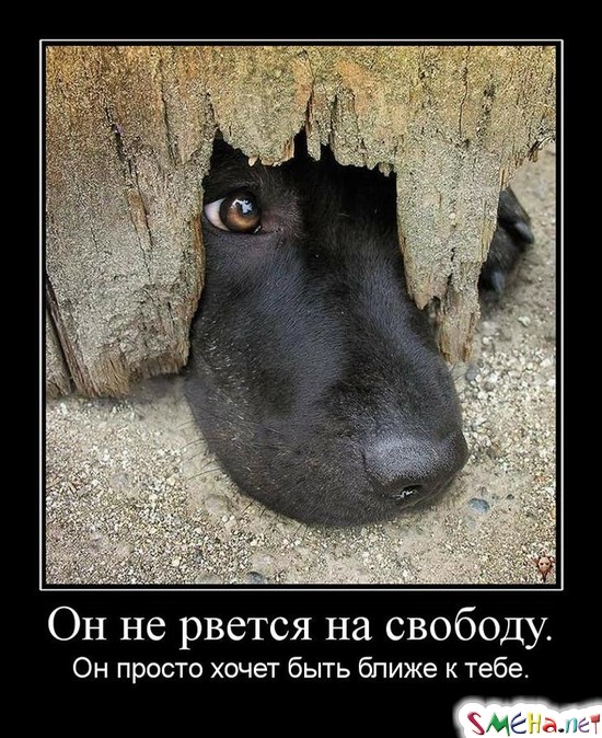 Он не рвется на свободу. - Он просто хочет быть ближе к тебе.