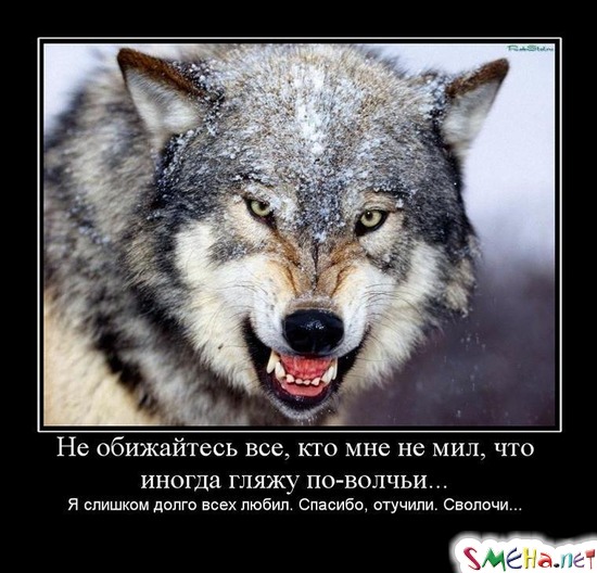 Не обижайтесь все, кто мне не мил, что иногда гляжу по-волчьи... - Я слишком долго всех любил. Спасибо, отучили. Сволочи...